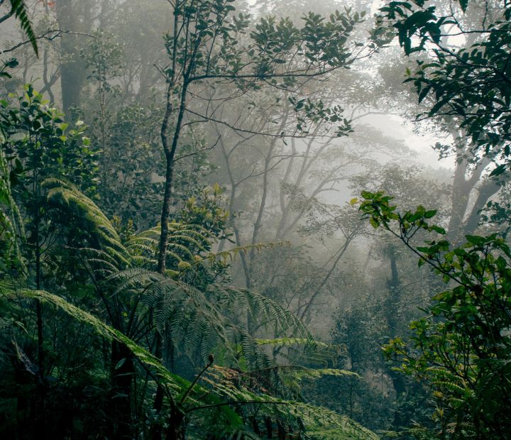 Borneo – A Biodiversity Hotspot