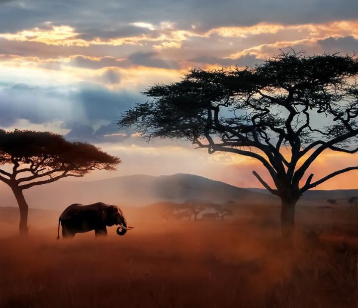 Africa – The Call of the Wild