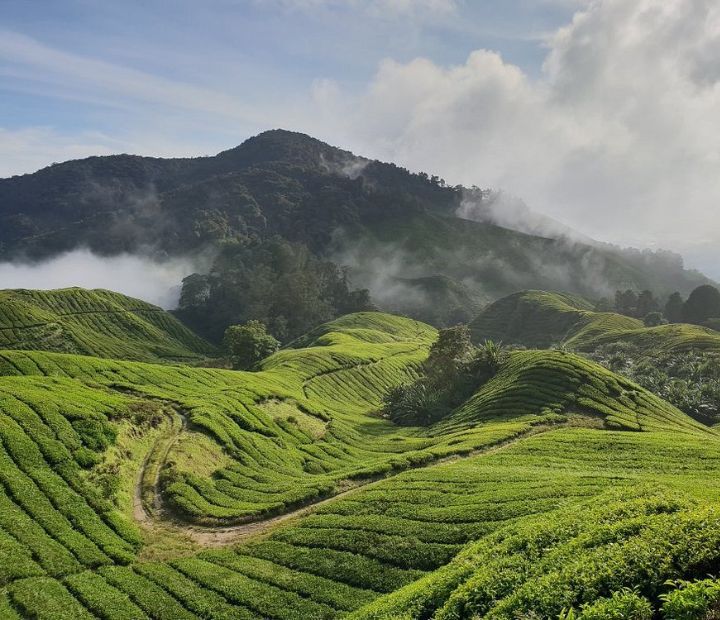 Cameron Highlands